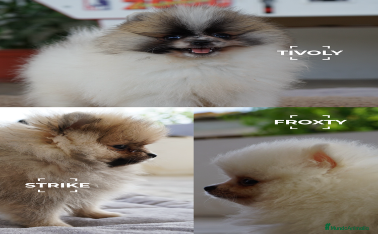 Pomerania perros - Anuncio 1