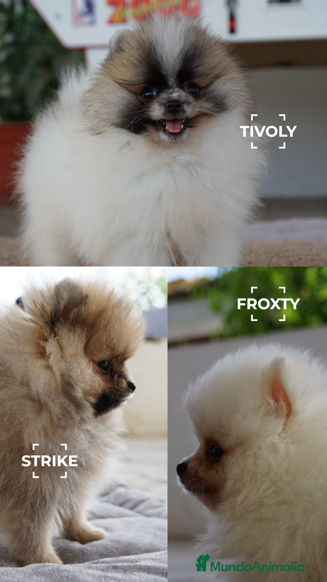 Pomerania perros en venta: 🐾 Froxty, Tívoli y Strike – Pomeranias 🐾 - Imagen 1