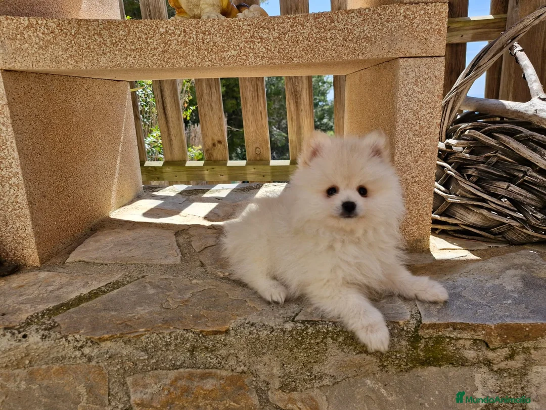 Pomerania perros en venta: Lulus de Pomerania  en Barcelona - Anuncio 4