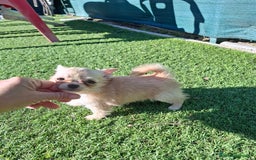 Chihuahua perros en venta: Hembrita chihuahua de pelo largo de capricho - Anuncio 2