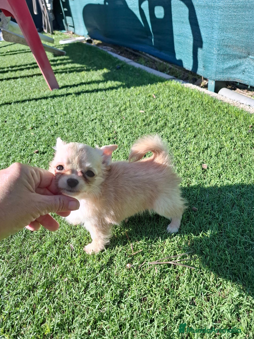 Chihuahua perros en venta: Hembrita chihuahua de pelo largo de capricho - Anuncio 2