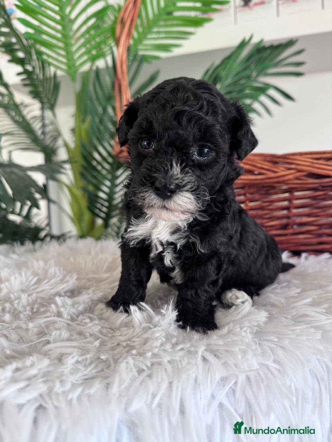 Caniche Toy perros en venta: CANICHE TOY HEMBRA - Imagen 4