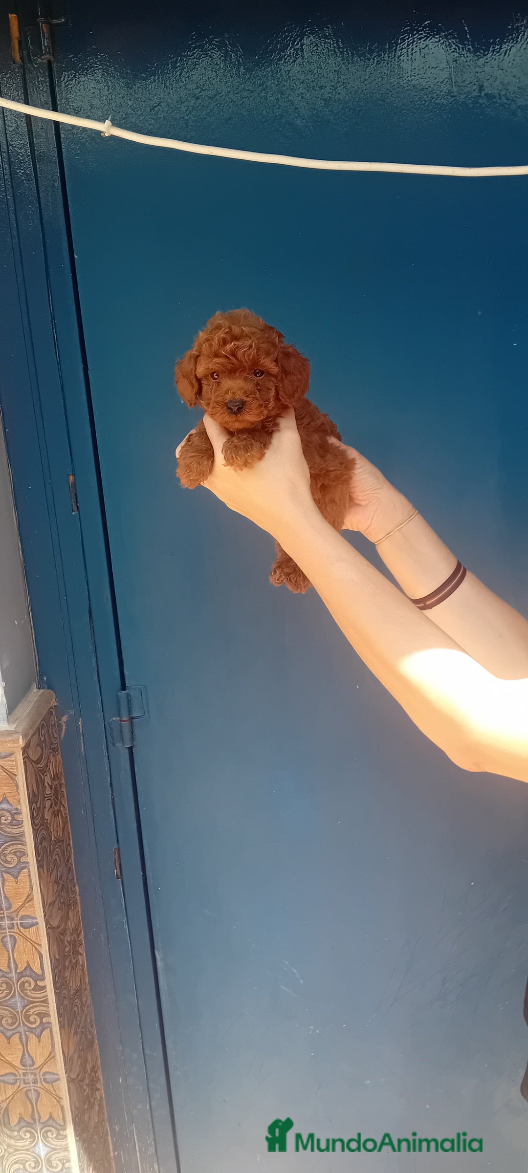 Caniche Toy perros en venta: Caniche rojo ❤️❤️ - Imagen 2