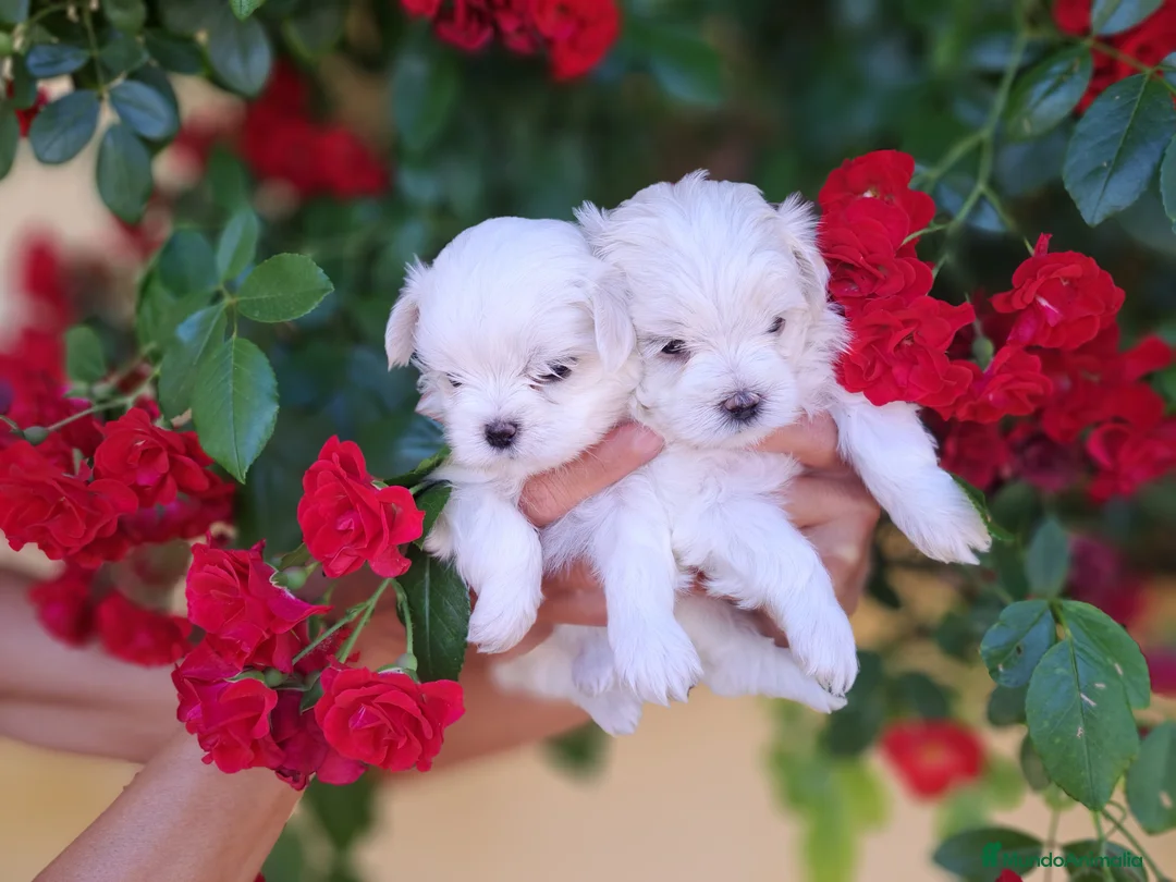 Bichón Maltés perros en venta: Bichon maltes  - Anuncio 7
