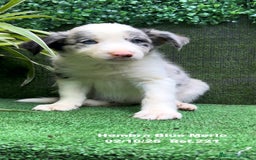 Border Collie perros en venta: Border Collie hembra Blue Merle - Anuncio 21