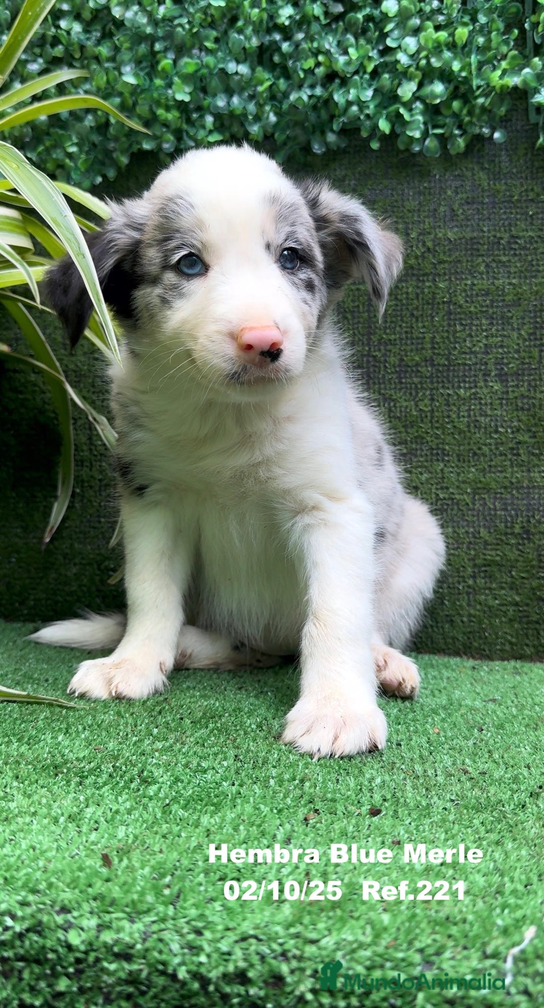 Border Collie perros en venta: Border Collie hembra Blue Merle - Anuncio 21
