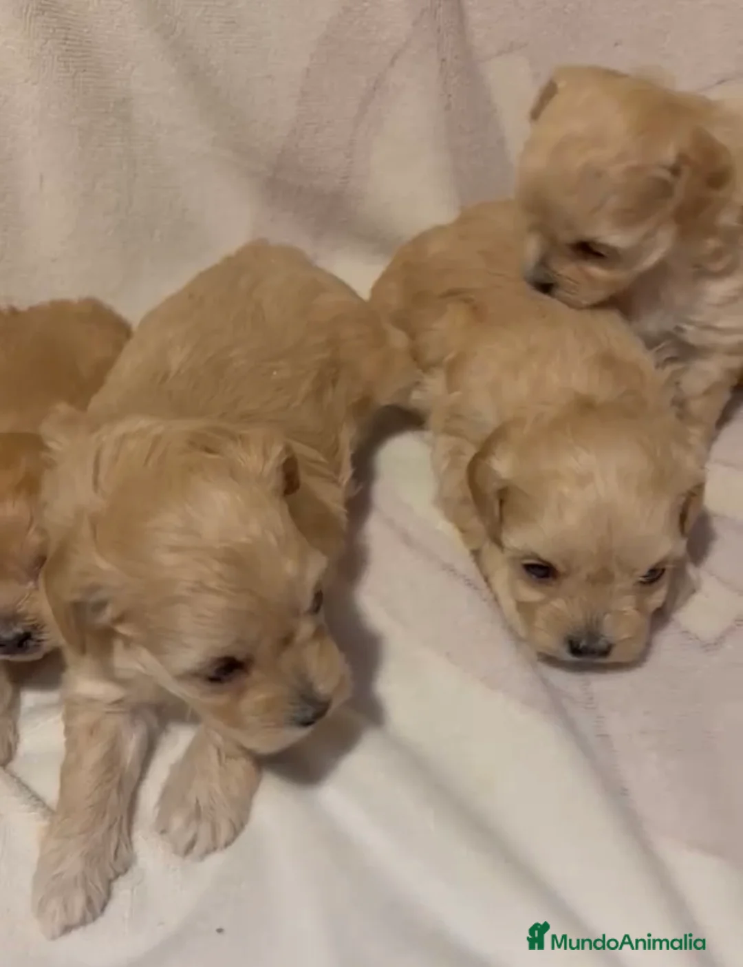 Maltipoo perros en venta: Maltipoo toys  - Anuncio 2