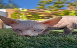 Sphynx gatos en venta: GATITAS SPHYNX - Anuncio 24