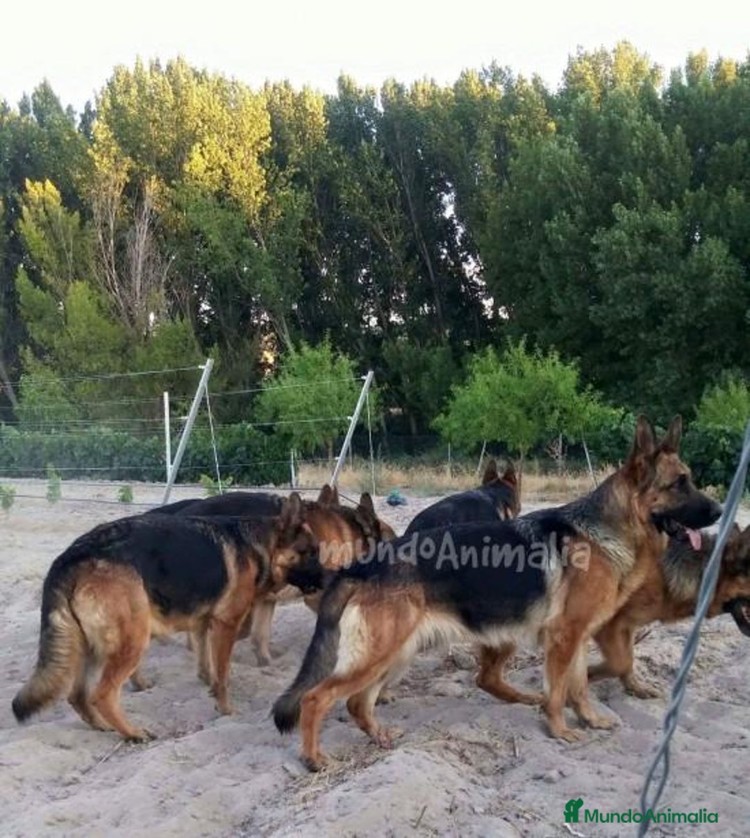 Imagen de galería {{count}}