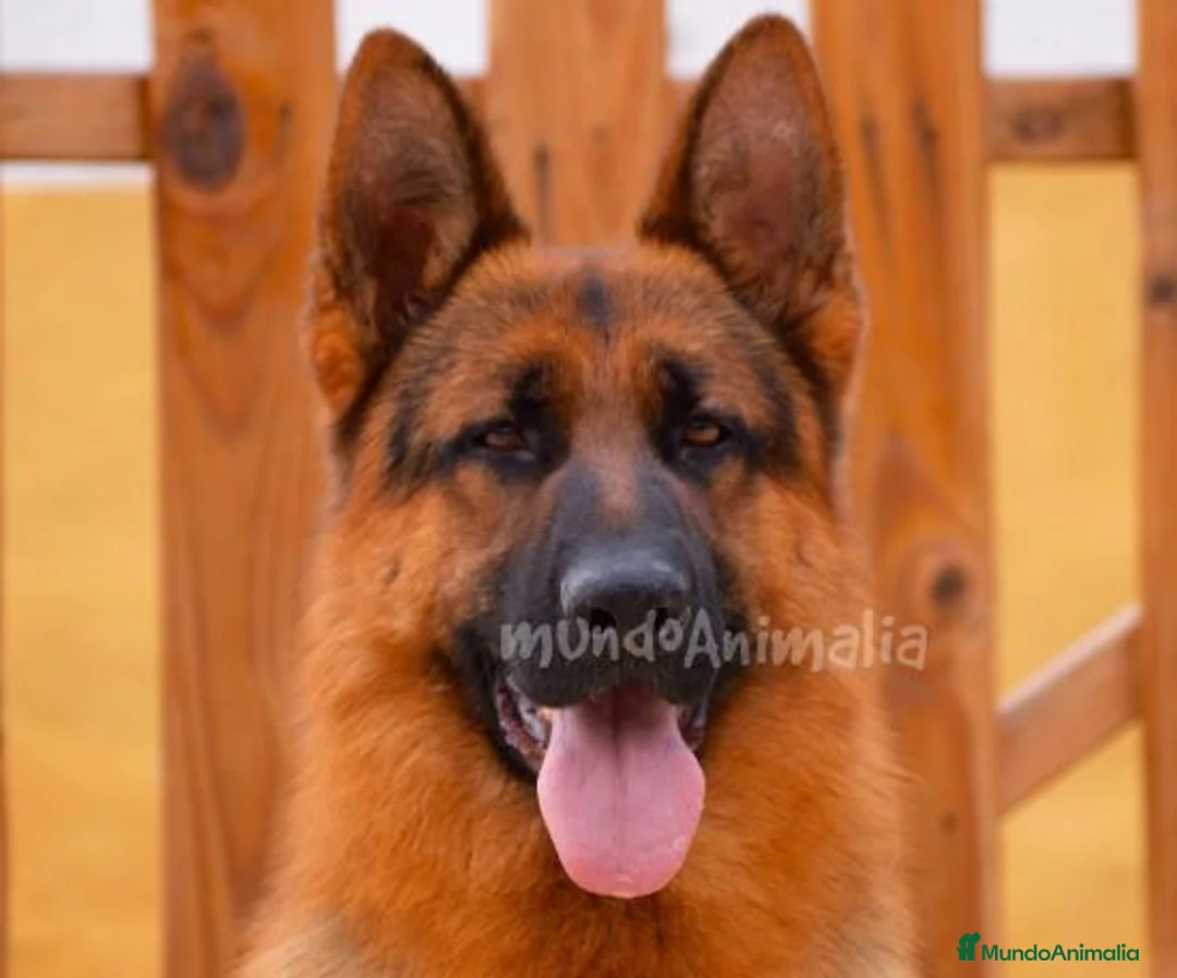 Imagen de galería {{count}}