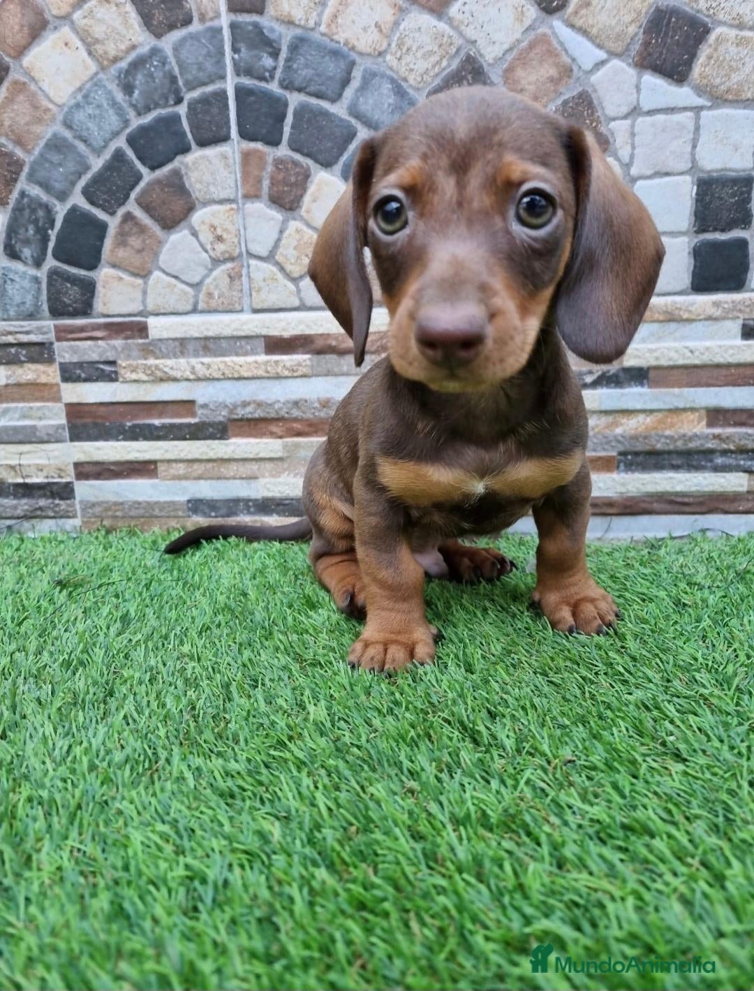 Teckel Miniatura perros TECKEL KANNINCHEN  - Anuncio 1
