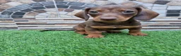 Teckel Miniatura perros en venta: TECKEL KANNINCHEN  - Anuncio 1