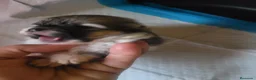 Chihuahua perros en venta: Chihuahua toy de pelo largo  - Anuncio 6