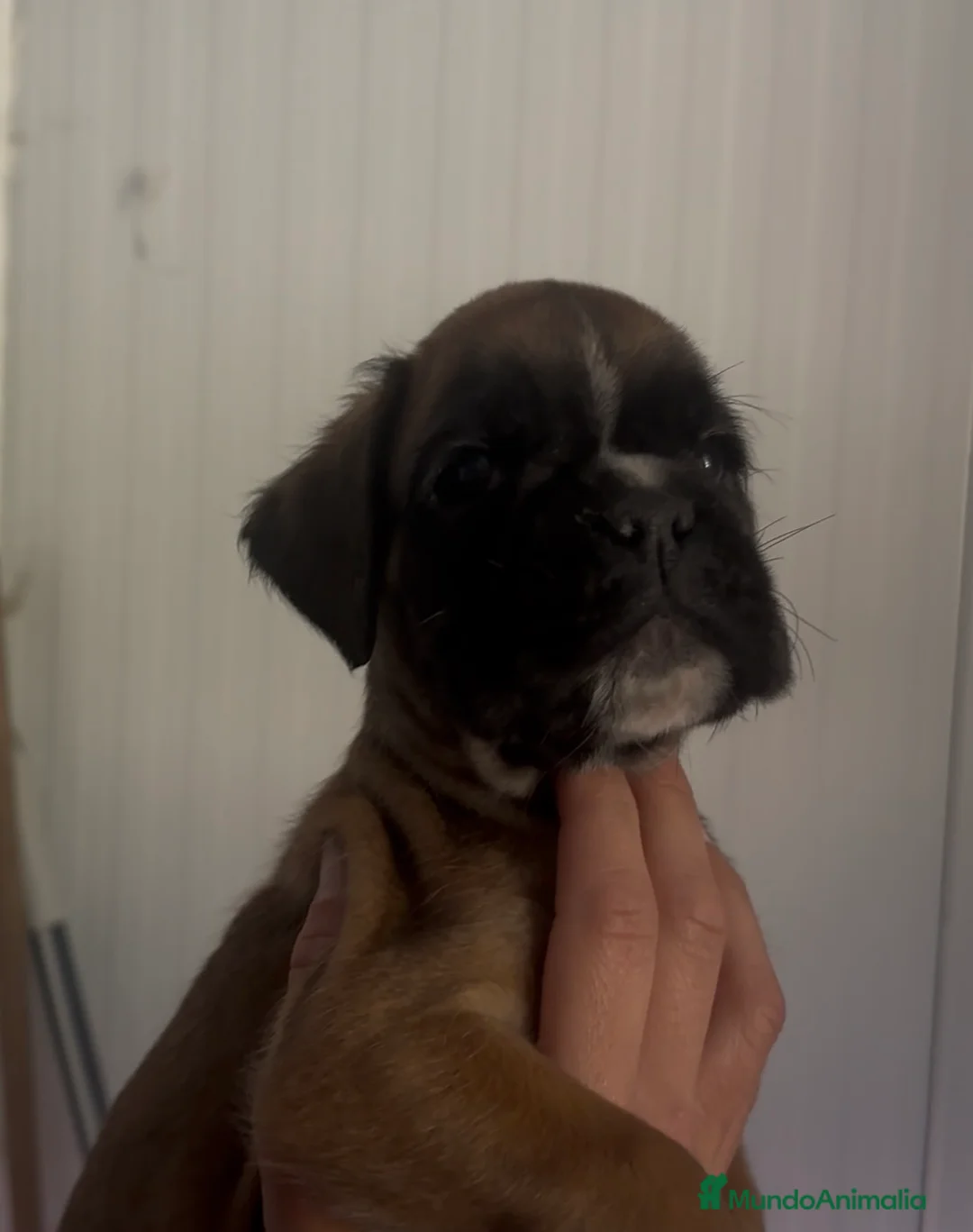 Boxer perros en venta: Cachorritos boxer - Anuncio 2