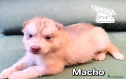Husky Siberiano perros en venta: Precios husky siberianos - Imagen 3