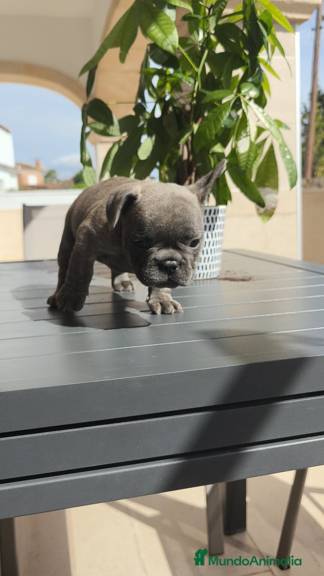 Bulldog Francés perros en venta: Bulldog Francés espectaculares - Imagen 3
