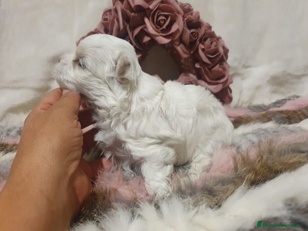 Bichón Maltés perros en venta: Bichones Malteses   - Imagen 4
