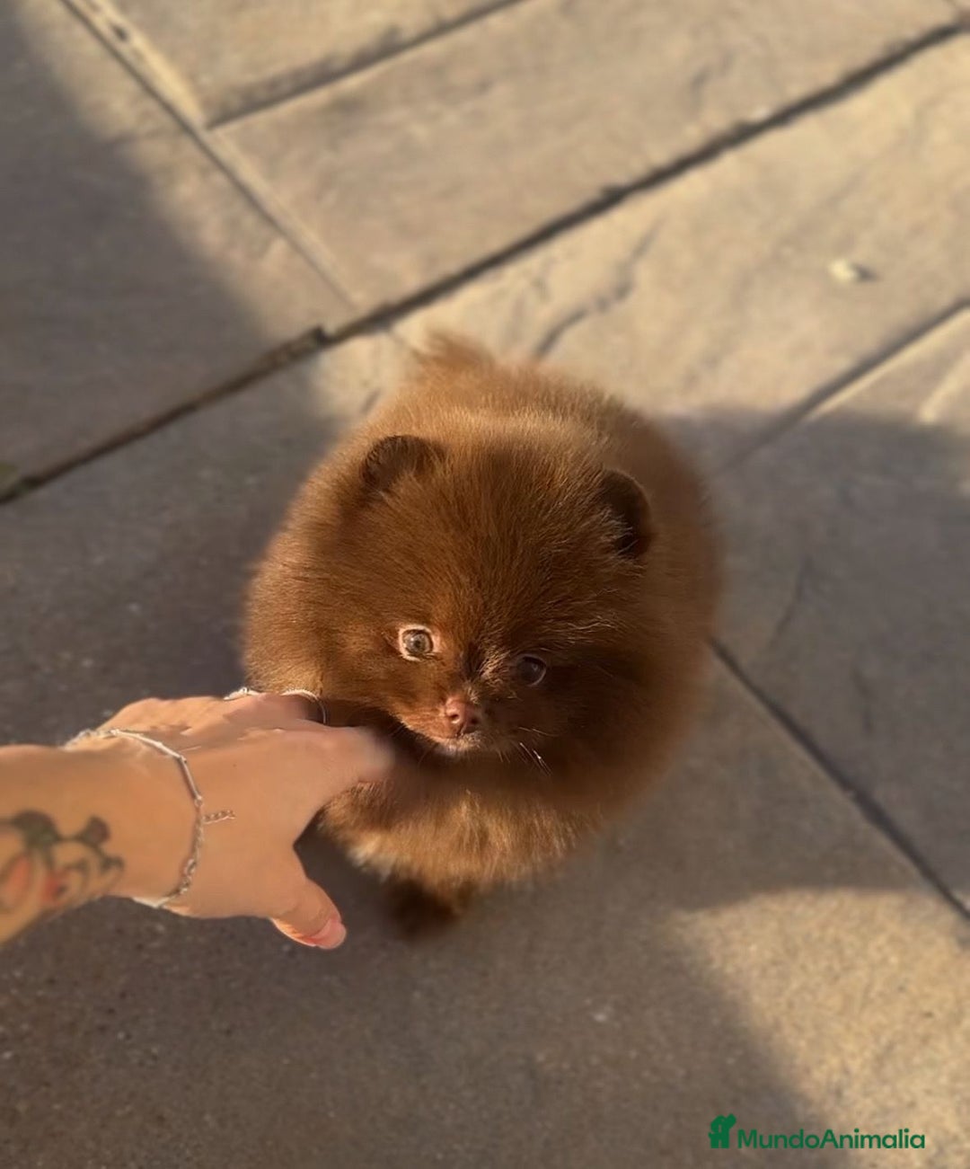 Pomerania perros en venta: Camadas de Pomerania - Anuncio 1