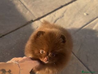 Pomerania perros Camadas de Pomerania - Anuncio 23