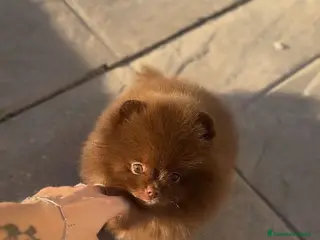 Pomerania perros Camadas de Pomerania - Anuncio 31