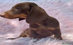 Teckel perros en venta: TECKEL HEMBRA CHOCOLATE  - Imagen 1