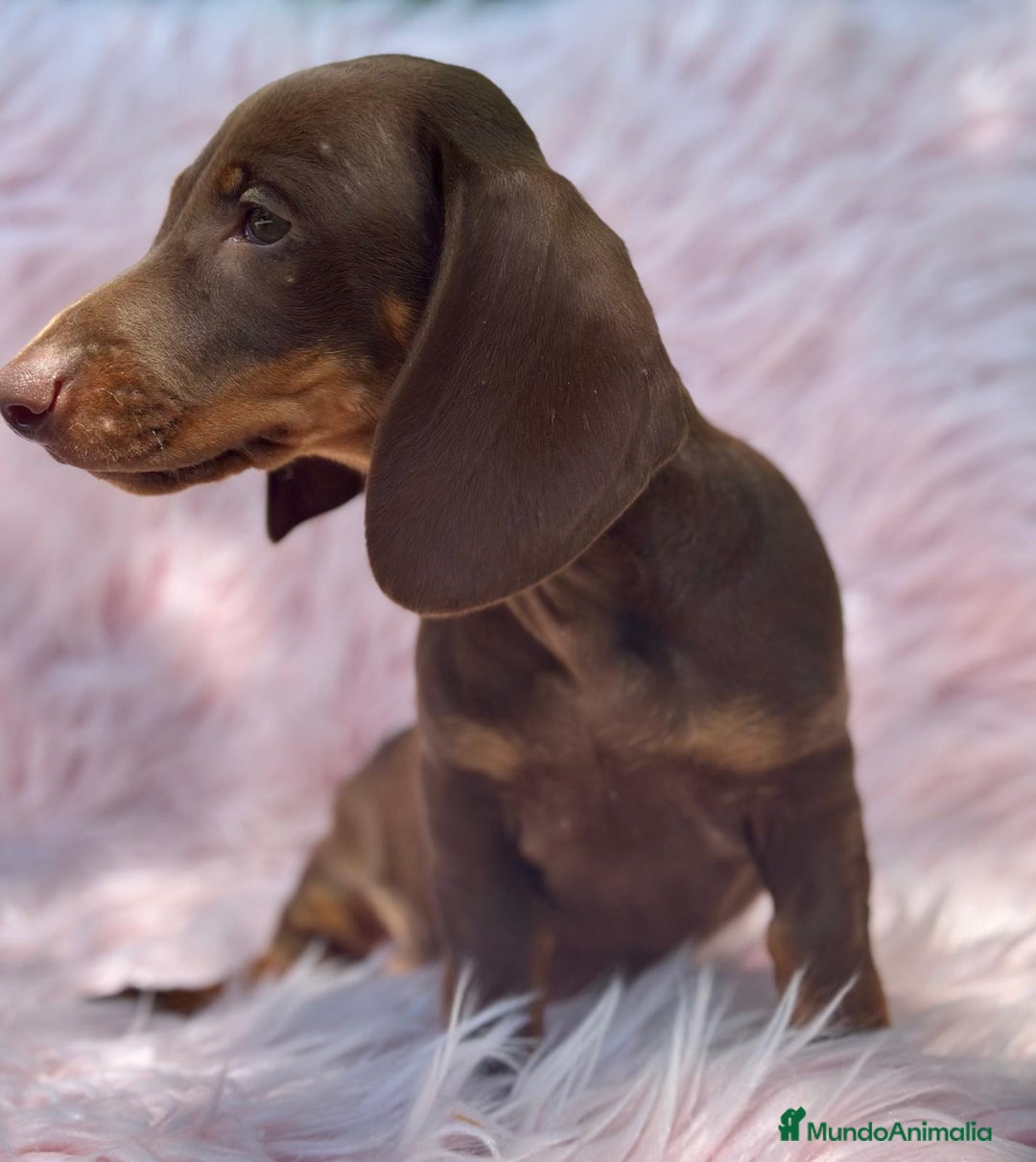 Teckel perros en venta: TECKEL HEMBRA CHOCOLATE  - Imagen 1