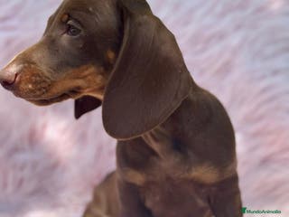 Teckel perros TECKEL HEMBRA CHOCOLATE - Anuncio 13