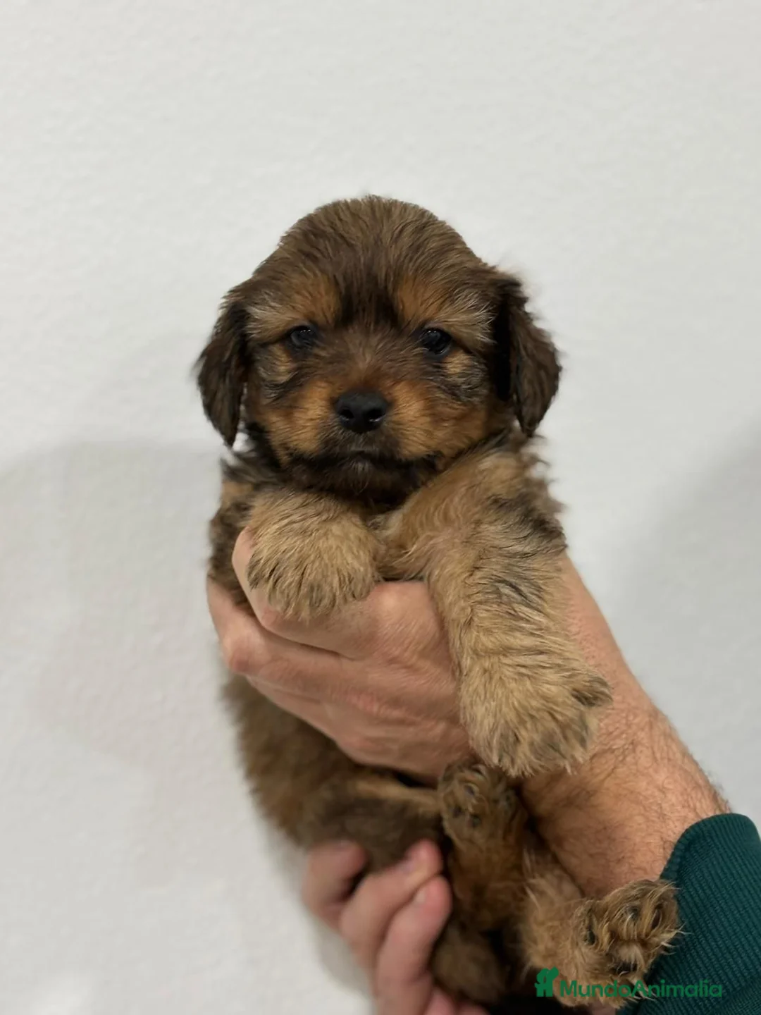 Yorkiepoo perros en venta: Yorkiepoo mini  - Anuncio 2