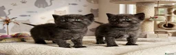 Británico de Pelo Corto gatos en venta: EXCLUSIVOS BRITISH SHORTHAIR BLACKS - Anuncio 1