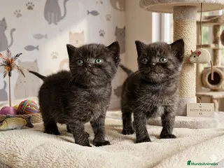 Británico de Pelo Corto gatos EXCLUSIVOS BRITISH SHORTHAIR BLACKS - Anuncio 1
