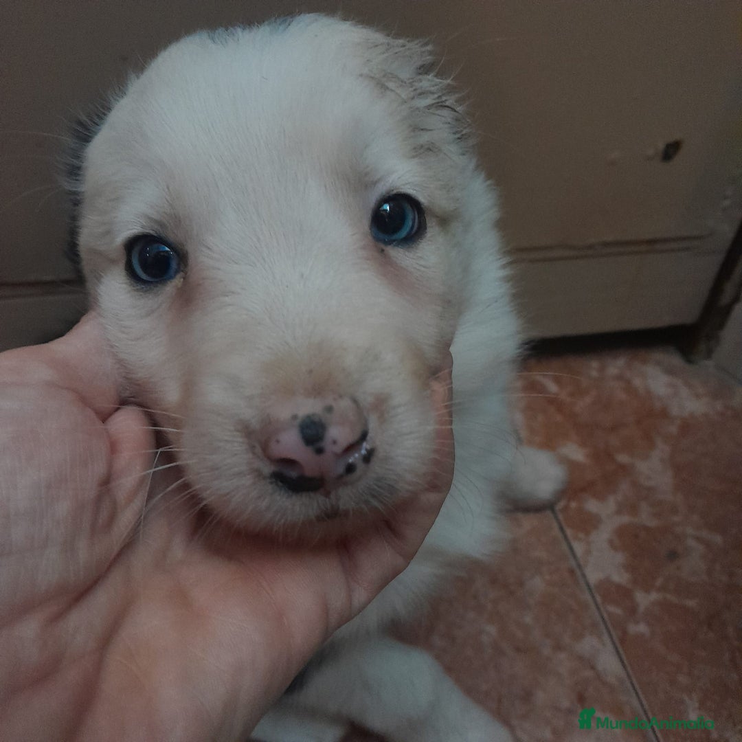Border Collie perros en venta: BORDER COLLIE  - Anuncio 4
