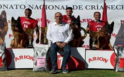 Pastor Alemán perros en venta: Pastor alemán belleza  - Imagen 2