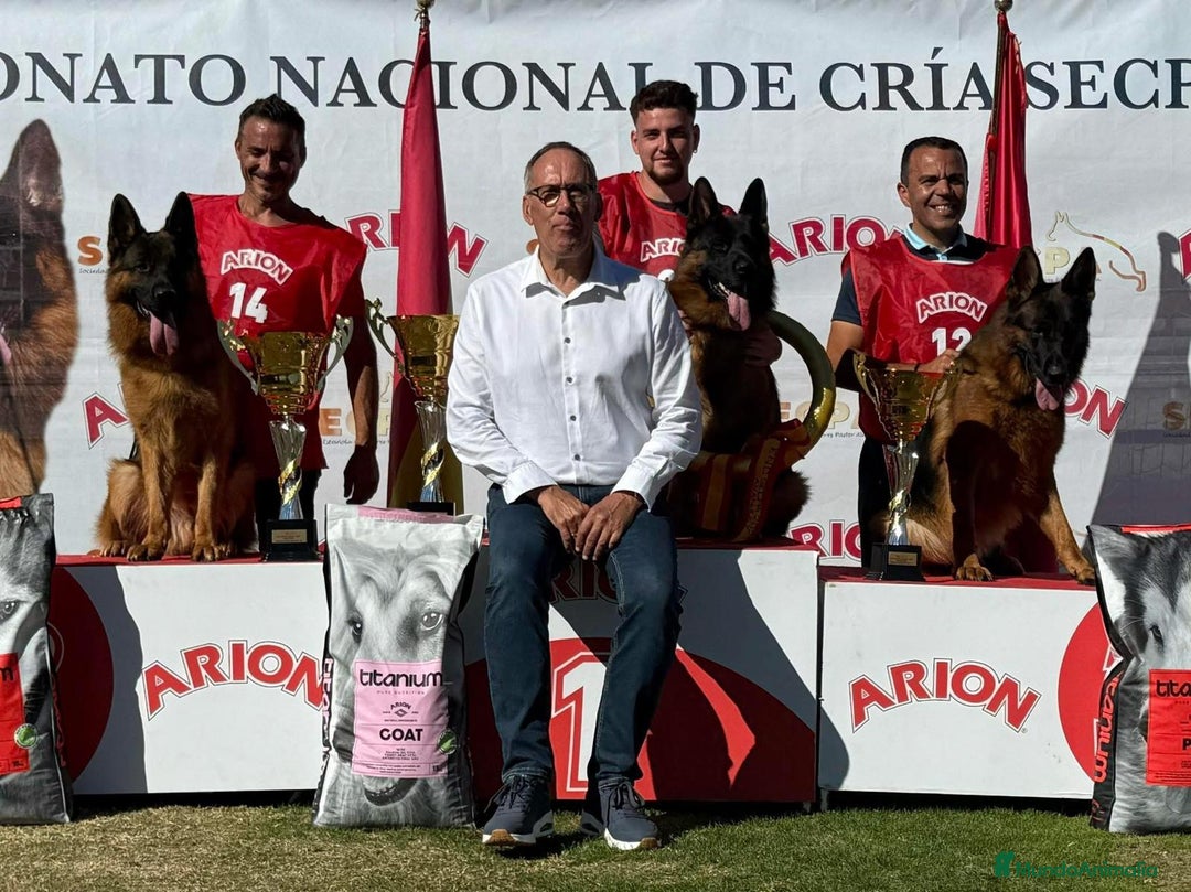Pastor Alemán perros en venta: Pastor alemán belleza  - Imagen 2