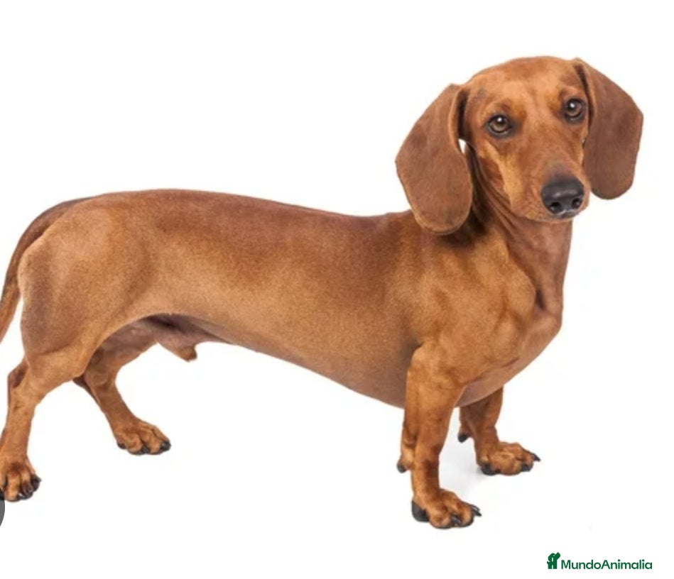 Teckel Miniatura perros Quieres un teckel en tu vida? - Anuncio 2