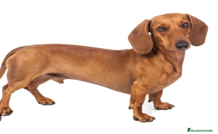Teckel Miniatura perros - Anuncio 1