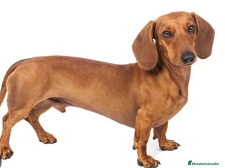 Teckel Miniatura perros Quieres un teckel en tu vida? - Anuncio 2