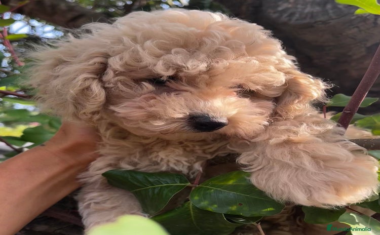 Caniche Toy perros - Anuncio 2