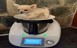 Chihuahua perros en venta: Chihuahua Micro Toy Hembra !!! - Imagen 1