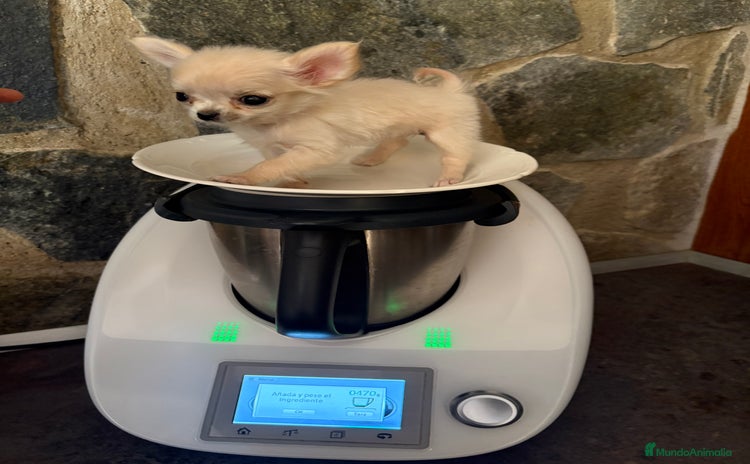 Chihuahua perros - Propaganda 4