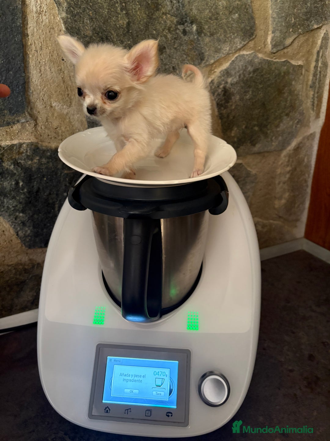Chihuahua perros en venta: Chihuahua Micro Toy Hembra !!! - Imagen 1