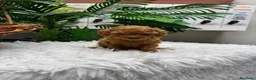 Caniche Toy perros en venta: CANICHE TOY-MUY PEQUEÑITO - Anuncio 5