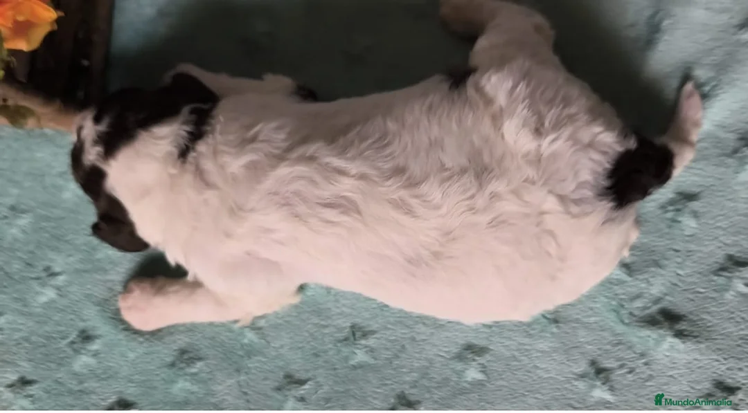 Perro de Agua Español perros en venta: Perro de agua  - Anuncio 2