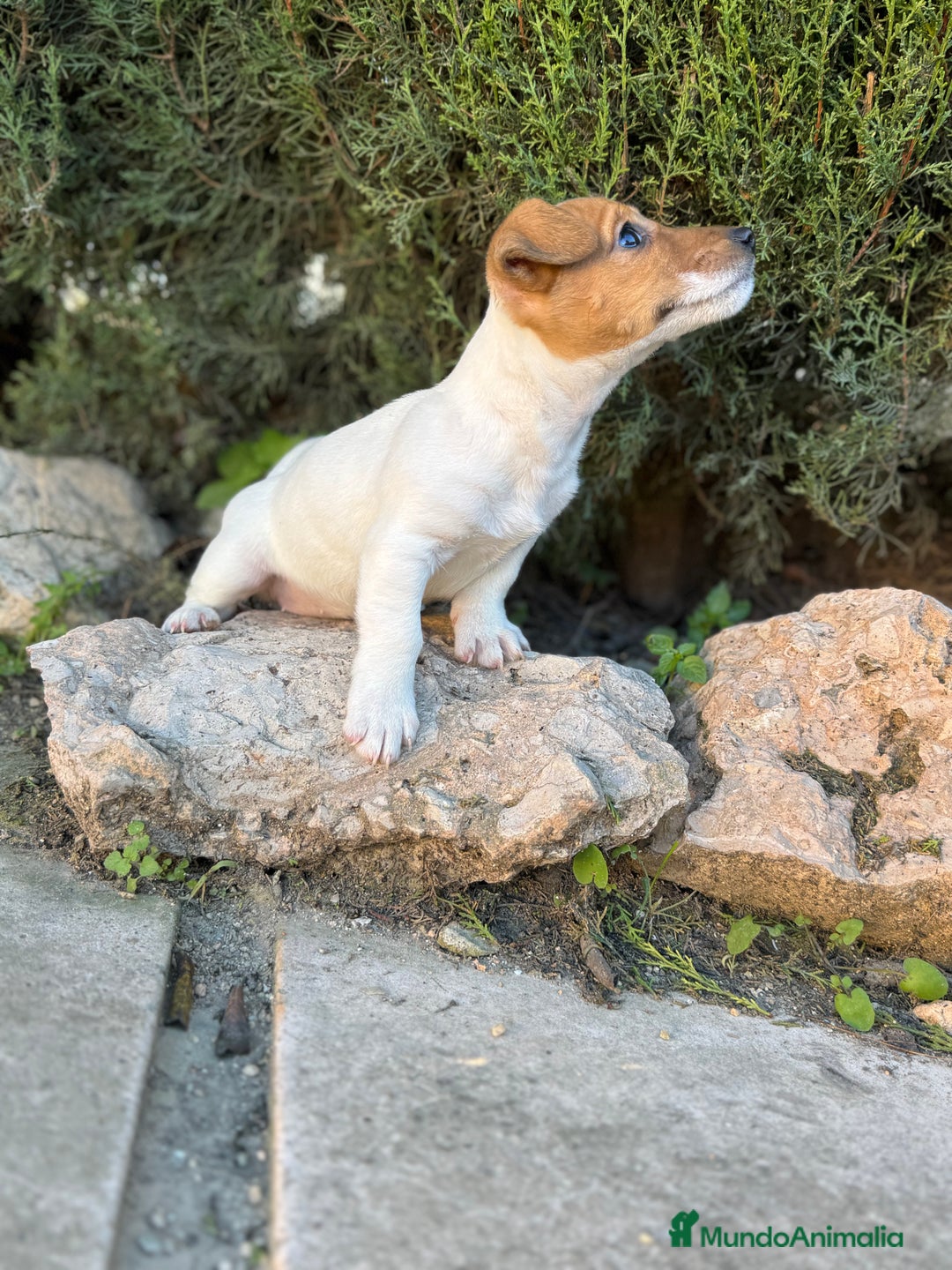 Jack Russell Terrier perros en venta: JACK RUSSELL PATA CORTA CALIDAD - Anuncio 3