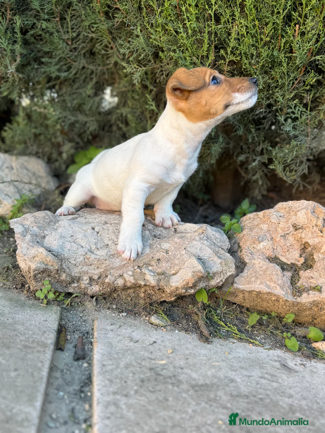 Jack Russell Terrier perros en venta: JACK RUSSELL PATA CORTA CALIDAD - Anuncio 3