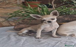 Chihuahua perros en venta: Chihuahua toy - Imagen 2