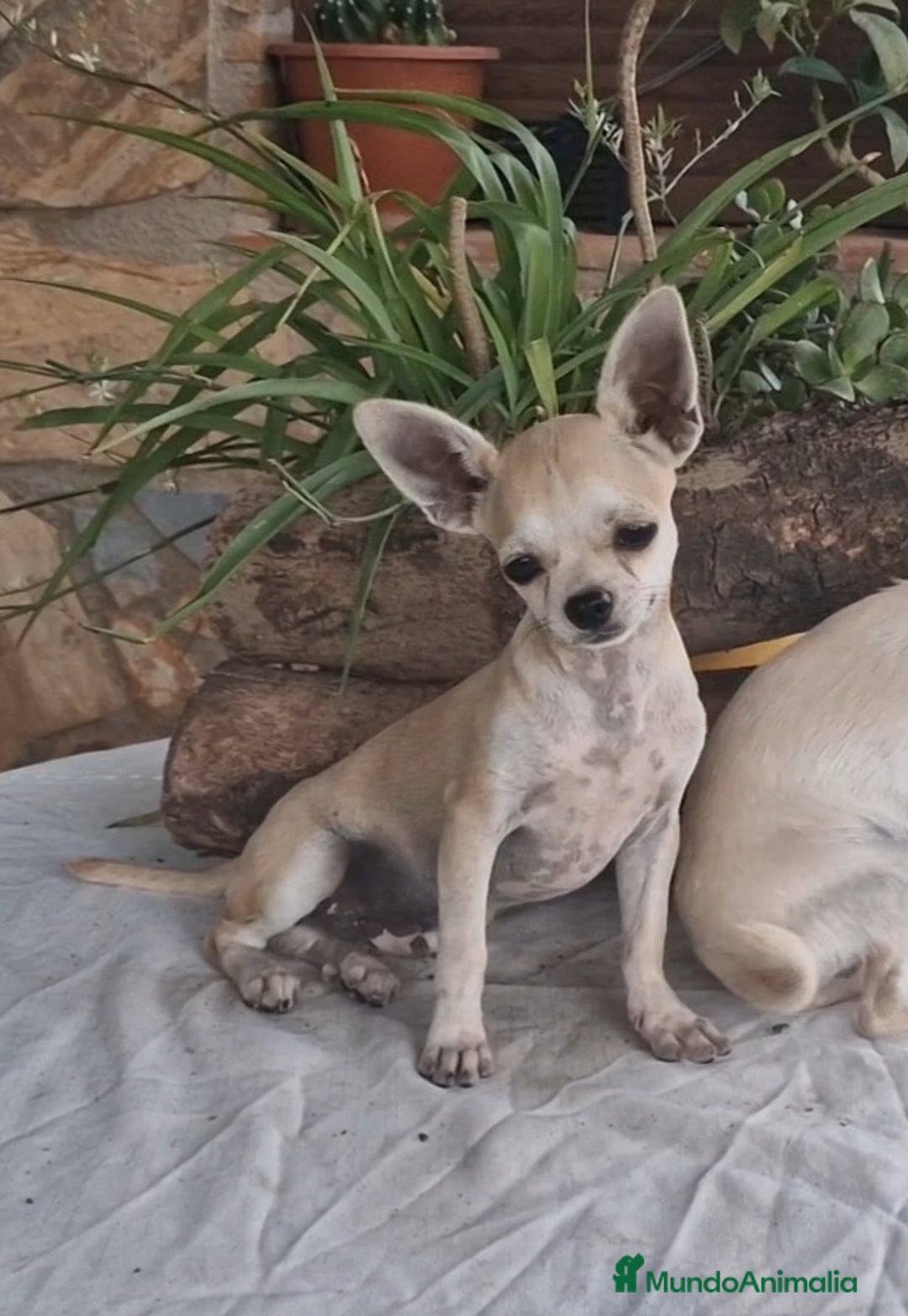 Chihuahua perros en venta: Chihuahua toy - Imagen 2