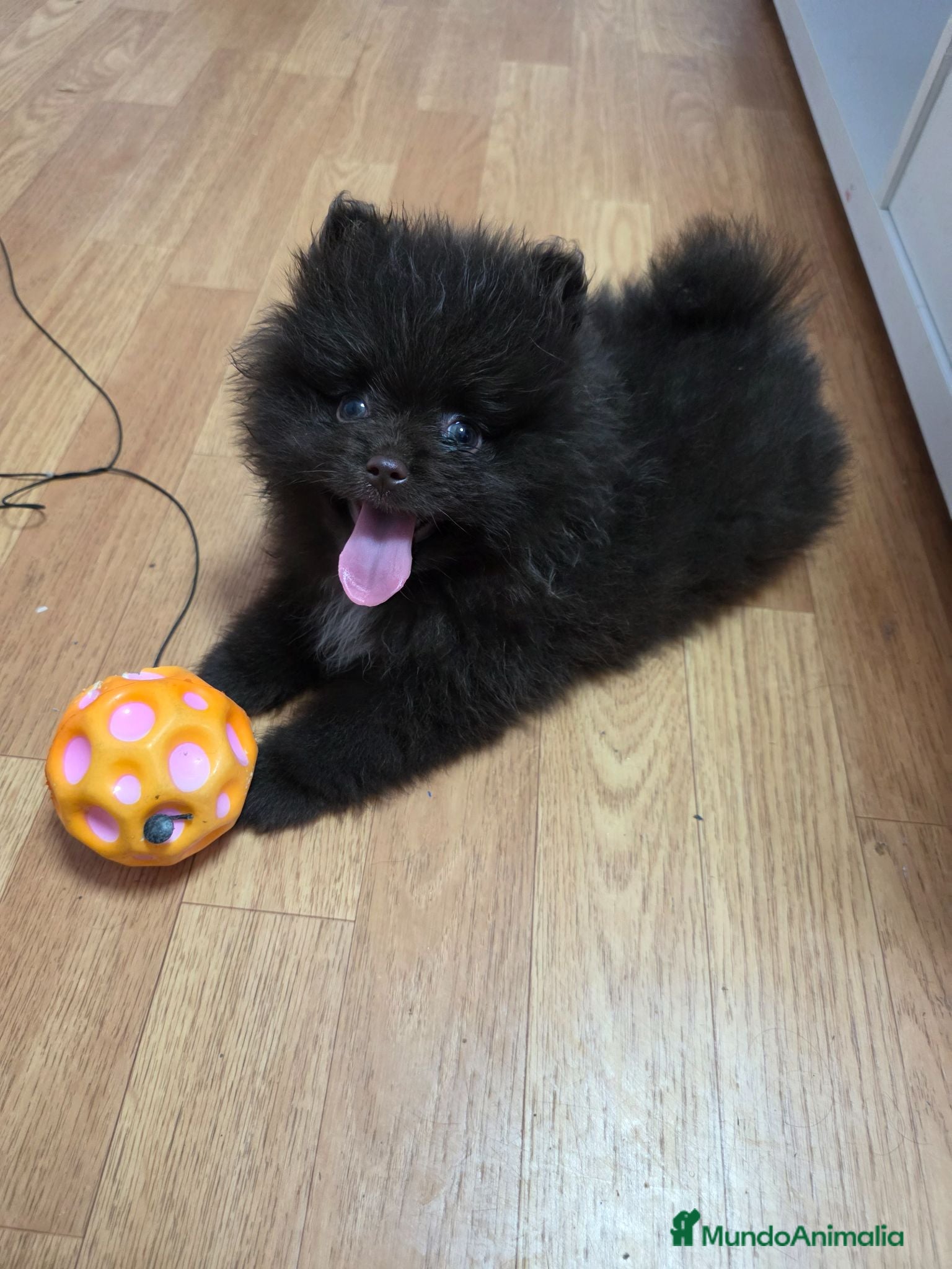 Pomerania perros Precioso Lulú Pomerania exótico  - Anuncio 2