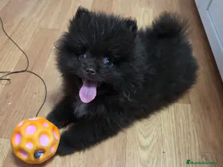 Pomerania perros Precioso Lulú Pomerania exótico - Anuncio 1