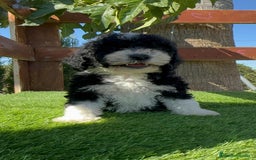 Perro de Agua Español perros en venta: PERRO DE AGUA MACHO - Imagen 12