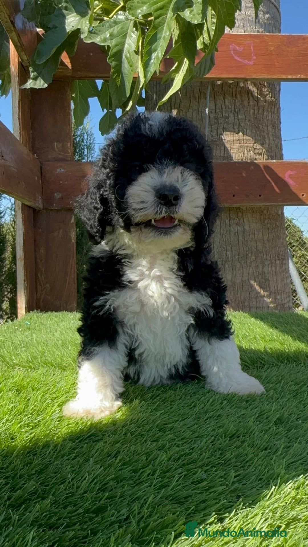 Perro de Agua Español perros en venta: PERRO DE AGUA MACHO - Imagen 12